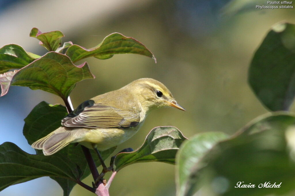 Wood Warbler