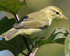 Wood Warbler