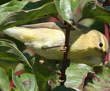 Wood Warbler