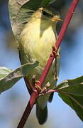 Wood Warbler