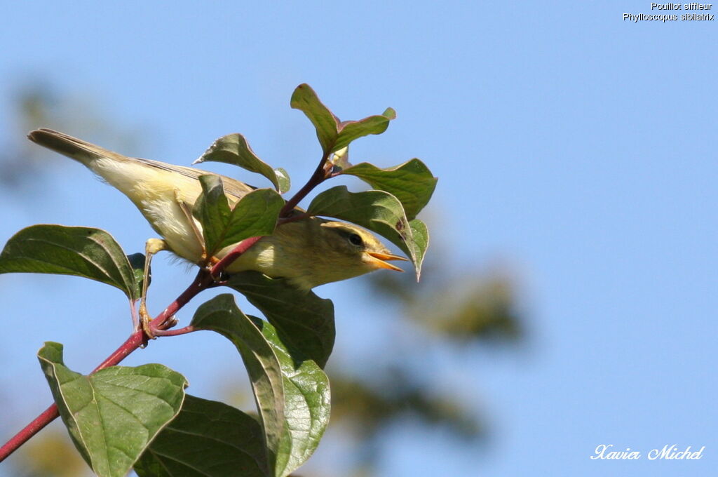 Wood Warbler