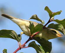 Wood Warbler