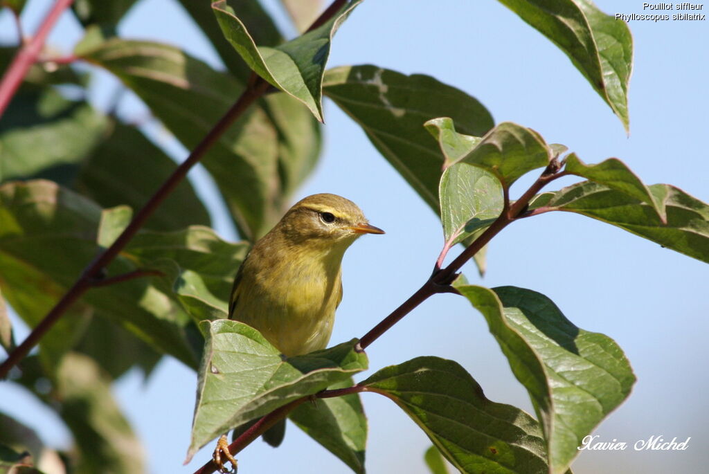 Wood Warbler