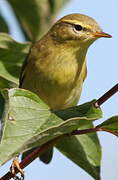 Wood Warbler