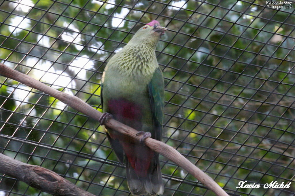 Red-bellied Fruit Dove, identification