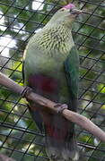 Red-bellied Fruit Dove