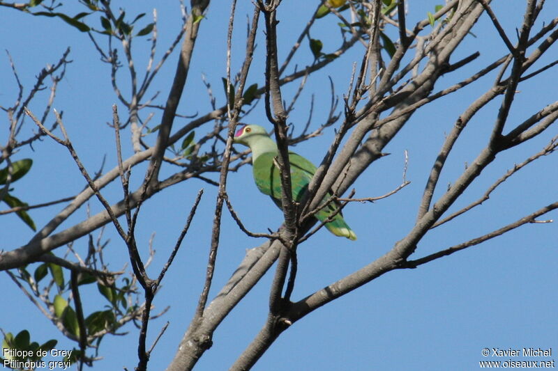Red-bellied Fruit Dove, identification