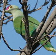 Red-bellied Fruit Dove