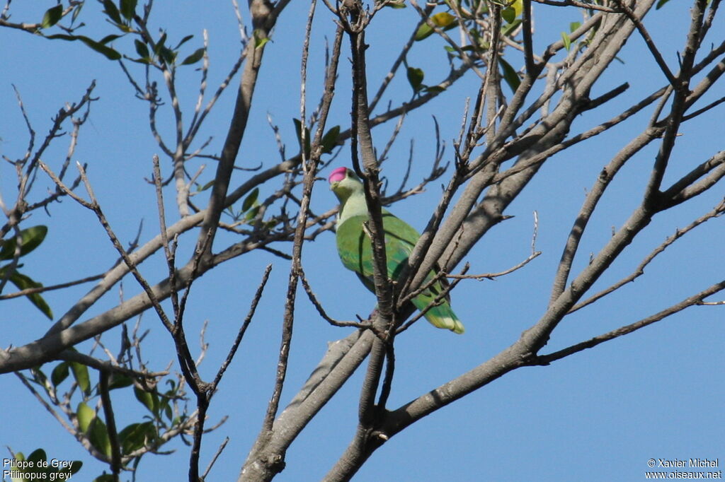 Red-bellied Fruit Dove, identification