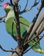 Red-bellied Fruit Dove