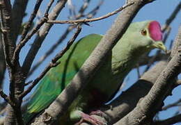 Red-bellied Fruit Dove