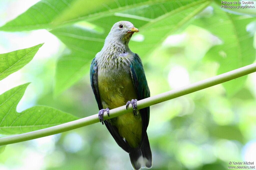 Grey-green Fruit Dove, identification