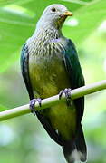 Grey-green Fruit Dove