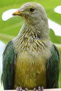 Grey-green Fruit Dove