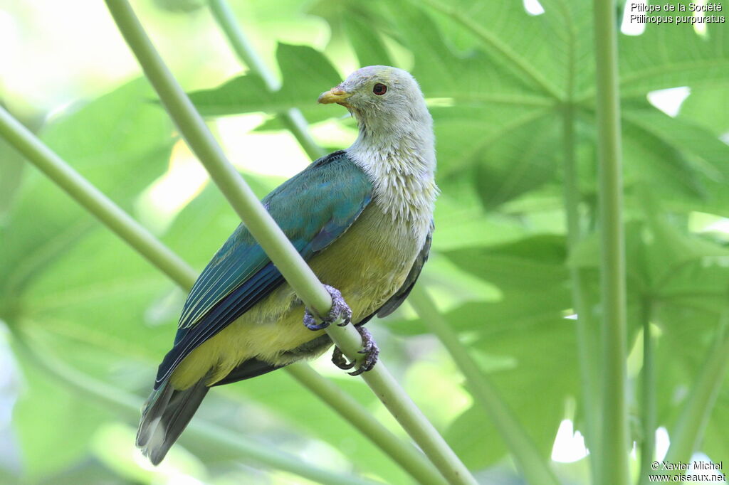 Grey-green Fruit Dove