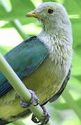 Grey-green Fruit Dove