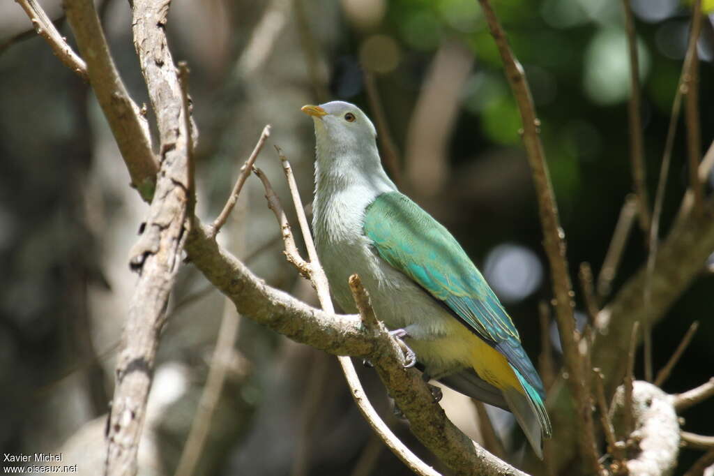 Grey-green Fruit Doveadult, identification