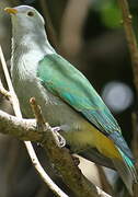 Grey-green Fruit Dove