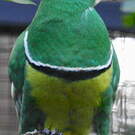 Ptilope vlouvlou