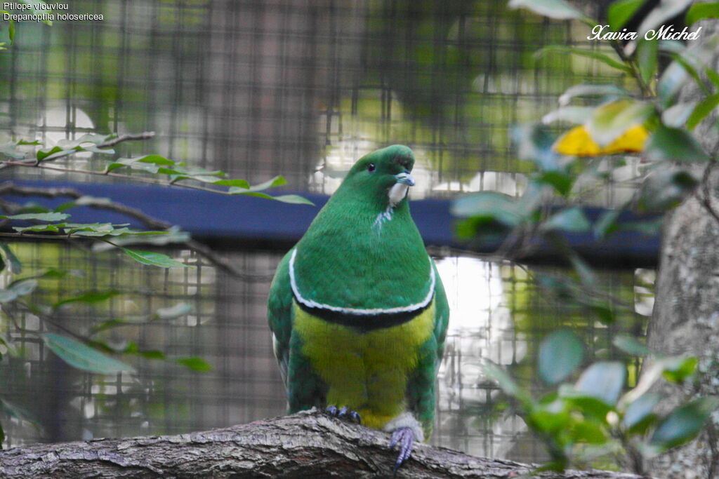 Cloven-feathered Doveadult, identification