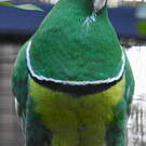 Ptilope vlouvlou