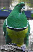 Cloven-feathered Dove