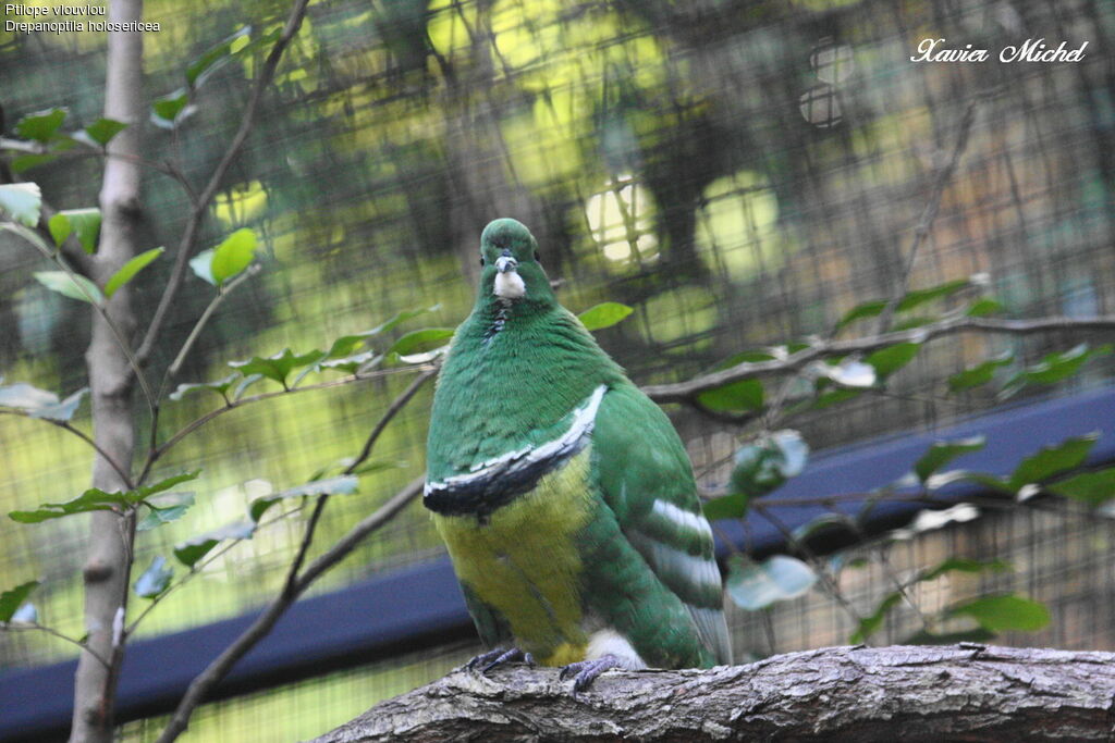 Cloven-feathered Doveadult