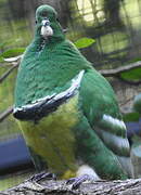 Cloven-feathered Dove