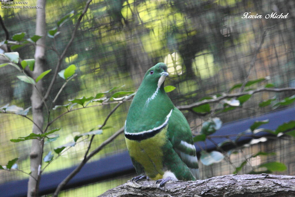 Cloven-feathered Doveadult, identification