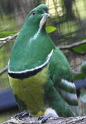 Cloven-feathered Dove