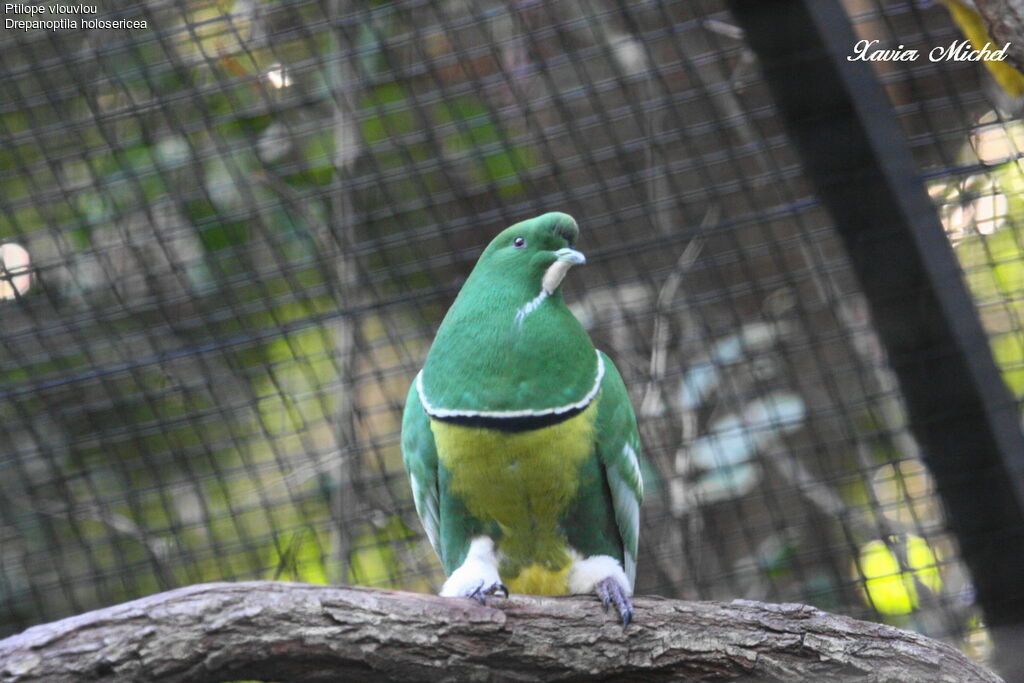 Cloven-feathered Doveadult, identification