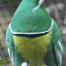 Ptilope vlouvlou