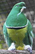 Cloven-feathered Dove