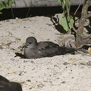 Wedge-tailed Shearwater