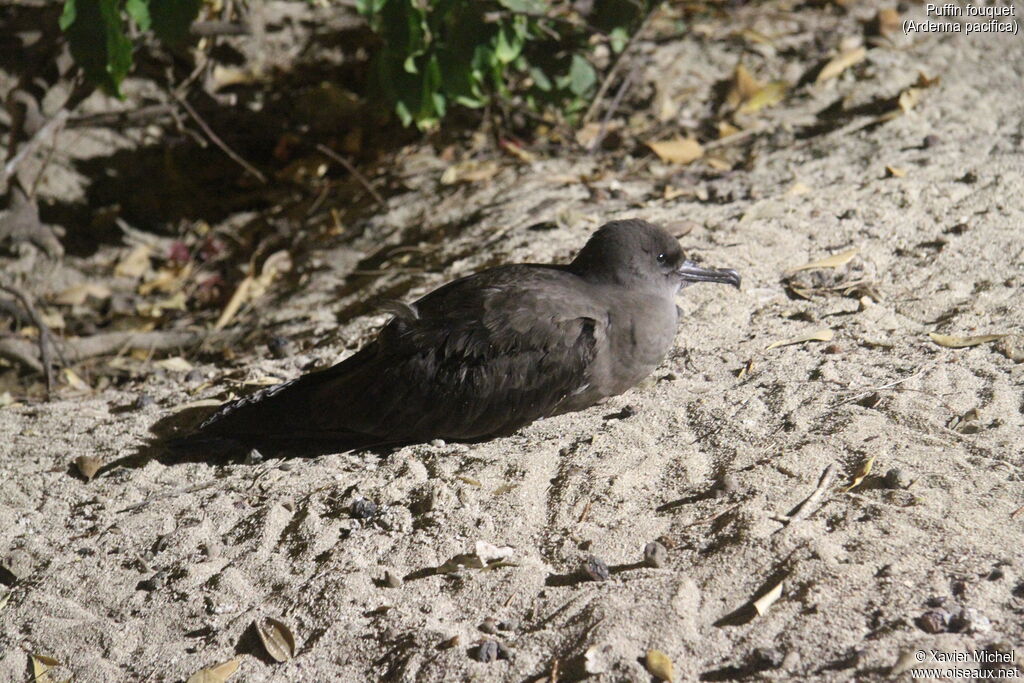 Puffin fouquetadulte