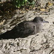 Wedge-tailed Shearwater