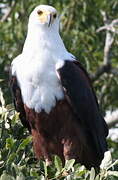 African Fish Eagle