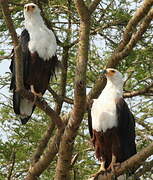 African Fish Eagle