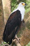 African Fish Eagle