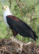 African Fish Eagle