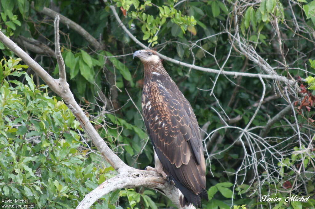 African Fish Eaglejuvenile, identification