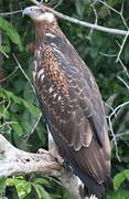 African Fish Eagle