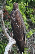 African Fish Eagle