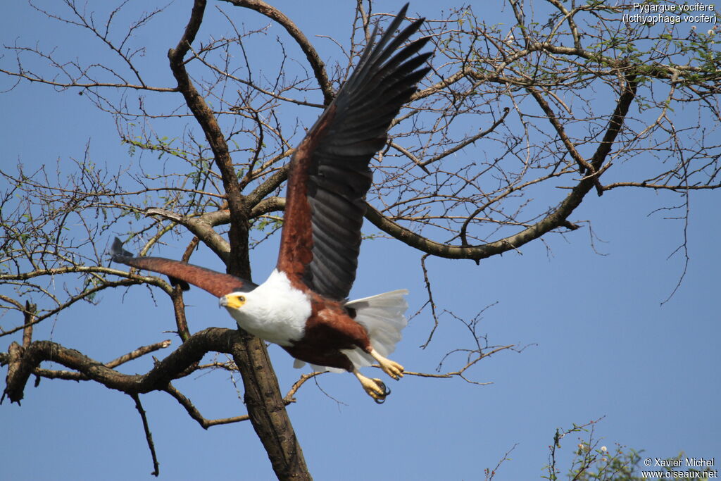 African Fish Eagleadult, Flight