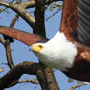 African Fish Eagle