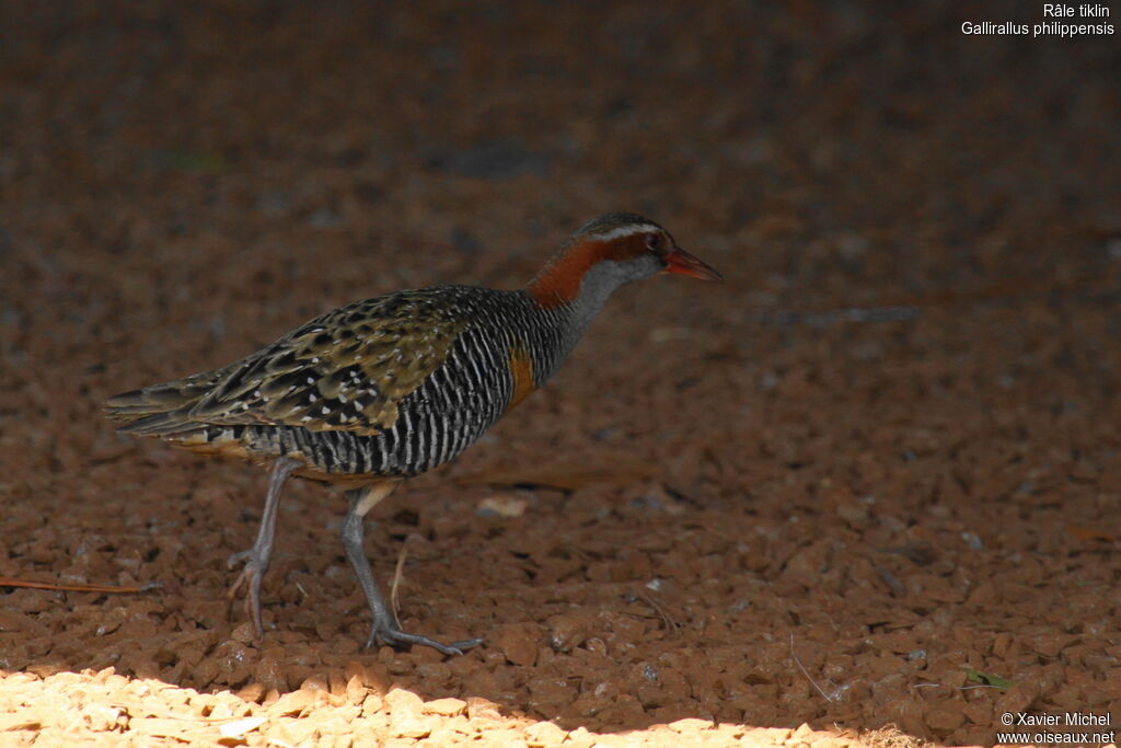 Râle tiklin, identification