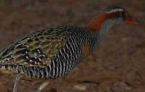 Buff-banded Rail