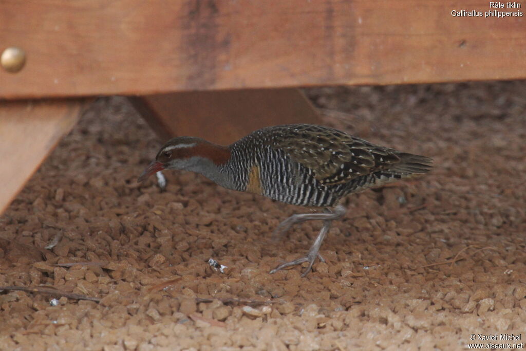 Râle tiklin, identification