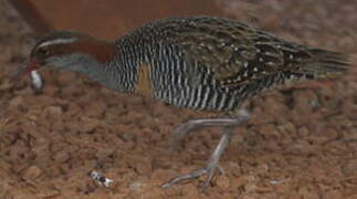 Buff-banded Rail