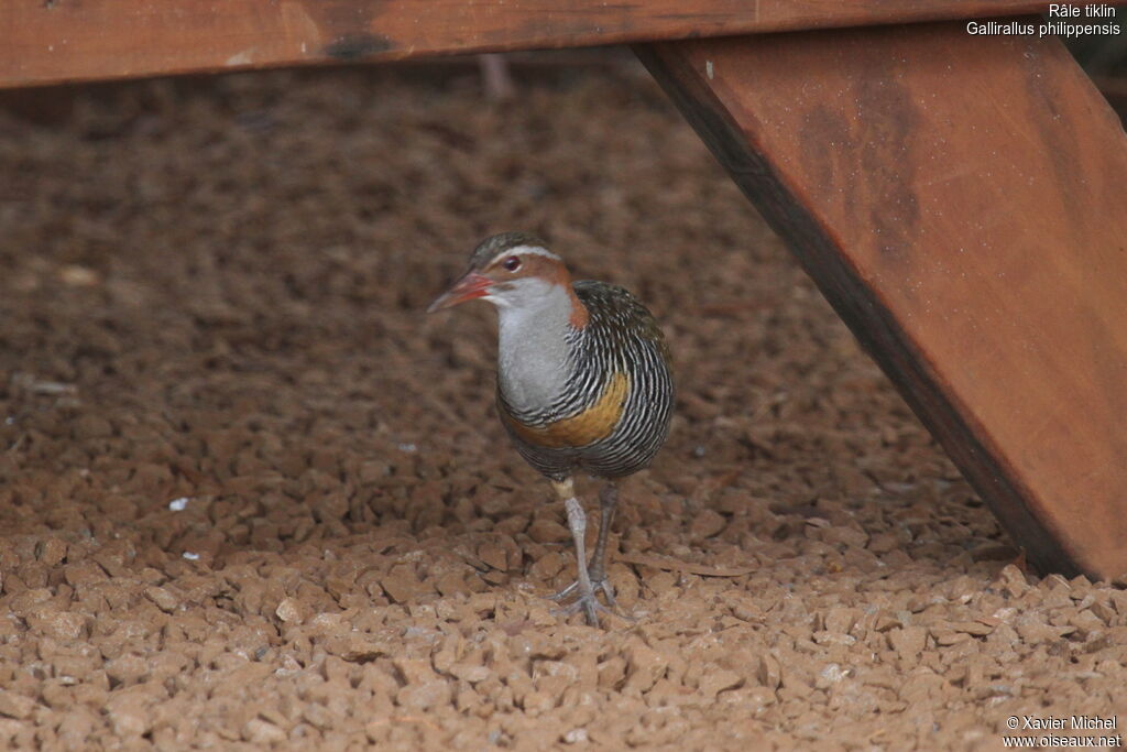 Buff-banded Rail, identification